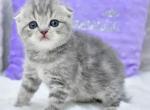 Germiona - Scottish Fold Kitten For Sale - Los Angeles&comma; CA&comma; US