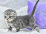 Gera - Scottish Fold Kitten For Sale - Los Angeles&comma; CA&comma; US