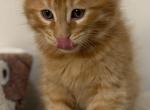 Mango - Maine Coon Kitten For Sale - Palmer&comma; MA&comma; US