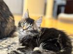 Tobias - Maine Coon Kitten For Sale - Palmer&comma; MA&comma; US