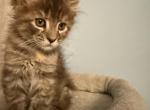 Lucy - Maine Coon Kitten For Sale - Wilmington&comma; DE&comma; US