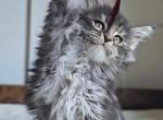 Quirky - Maine Coon Kitten For Sale - Charlotte&comma; NC&comma; US