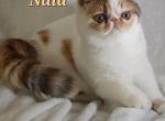 Nala - Exotic Kitten For Sale - Lemont&comma; IL&comma; US