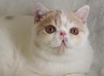Marshmallow - Exotic Kitten For Sale - Lemont&comma; IL&comma; US