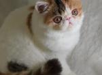 Odessa - Exotic Kitten For Sale - Lemont&comma; IL&comma; US