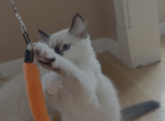 Snowflake - Siberian Cat For Sale - Sharon&comma; MA&comma; US