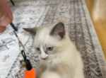 Kaatoo - Siberian Cat For Sale - Sharon&comma; MA&comma; US