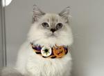Rufus - Munchkin Cat For Sale - Pembroke Pines&comma; FL&comma; US