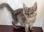 Silver Black Smoke Males pending pickup Saturday - Maine Coon Kitten For Sale - West Lafayette&comma; OH&comma; US