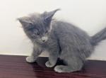 Blue Maine Coon - Maine Coon Kitten For Sale - West Lafayette&comma; OH&comma; US