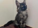 TICA Black Smoke - Maine Coon Kitten For Sale - West Lafayette&comma; OH&comma; US