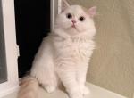Artsy kitty - Scottish Fold Cat For Sale - Denver&comma; CO&comma; US