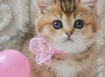 Lola - Munchkin Kitten For Sale - 
