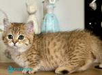 Misha - Munchkin Kitten For Sale - Pembroke Pines&comma; FL&comma; US