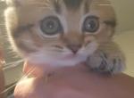 Rocky - Scottish Fold Kitten For Sale - Berlin&comma; NJ&comma; US