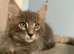 Max is a great Christmas gift - Maine Coon Kitten For Sale - Wilmington&comma; DE&comma; US
