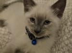 Ellie's Male Kitten - Siamese Kitten For Sale - Ypsilanti&comma; MI&comma; US