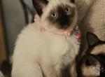 Ellie's Female Kitten - Siamese Kitten For Sale - Ypsilanti&comma; MI&comma; US