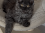 Pepper - Maine Coon Cat For Sale - Wrightstown&comma; NJ&comma; US
