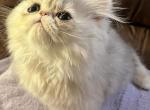 Silver persian - Persian Kitten For Sale - Alameda&comma; CA&comma; US