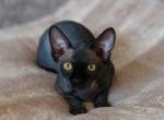Teo - Sphynx Kitten For Sale - Matawan&comma; NJ&comma; US