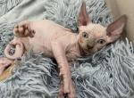lukas - Sphynx Kitten For Sale - Matawan&comma; NJ&comma; US