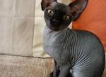 Dina - Sphynx Kitten For Sale - 