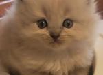 Mink litter update - Ragdoll Kitten For Sale - Rochester&comma; NY&comma; US