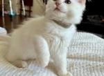 Ragdolls Kittens - Ragdoll Kitten For Sale - Bloomfield Hills&comma; MI&comma; US