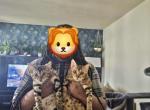 King Solomon and Queen Sheba - Bengal Kitten For Sale - Westland&comma; MI&comma; US