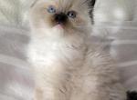 Seal point mitted Ragdoll Pure breed - Ragdoll Kitten For Sale - Southwick&comma; MA&comma; US