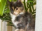 Gia - Maine Coon Kitten For Sale - Miami&comma; FL&comma; US