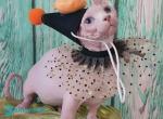 Molly - Bambino Kitten For Sale - Miami&comma; FL&comma; US