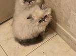 Samanta - Himalayan Kitten For Sale - Germantown&comma; MD&comma; US