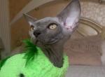 Lascala Maya - Bambino Kitten For Sale - Miami&comma; FL&comma; US