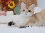 Golden shaded British shorthair male - British Shorthair Kitten For Sale - Spokane&comma; WA&comma; US