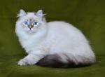 Olivia - Siberian Kitten For Sale - Pembroke Pines&comma; FL&comma; US