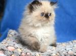 Noris - Persian Kitten For Sale - Pembroke Pines&comma; FL&comma; US