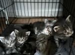 Bellas - Maine Coon Kitten For Sale - Jacksonville&comma; FL&comma; US