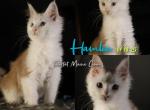 Hamlin - Maine Coon Kitten For Sale - Braham&comma; MN&comma; US