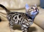 RIN - Bengal Kitten For Sale - Brooklyn Park&comma; MN&comma; US