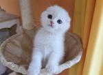 Pumpkin - Scottish Fold Kitten For Sale - Philadelphia&comma; PA&comma; US