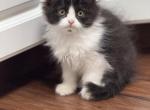 Black white half ragdoll female - Exotic Kitten For Adoption - Auburn&comma; WA&comma; US