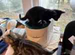 Topsy polydactyl girl - Polydactyl Kitten For Sale - WI&comma; US
