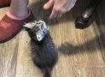 Tipsy Purring polydactyl girl - Polydactyl Kitten For Sale - WI&comma; US