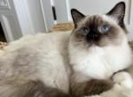 Kelly seal Mitted girl - Ragdoll Kitten For Sale - Cleveland&comma; TN&comma; US