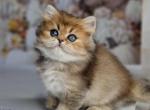 Kiss - British Shorthair Kitten For Sale - Norwalk&comma; CT&comma; US