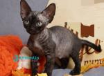 Harry - Devon Rex Kitten For Sale - Norwalk&comma; CT&comma; US