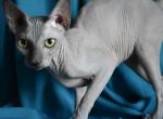 Drax - Sphynx Cat For Sale - Miami&comma; FL&comma; US