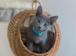 Yuki - Russian Blue Kitten For Sale - Pembroke Pines&comma; FL&comma; US